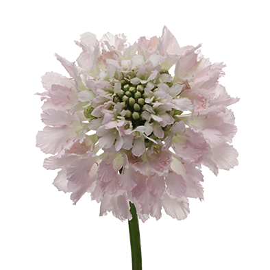 Scabiosa Bon Bon Scoop™ French Vanilla