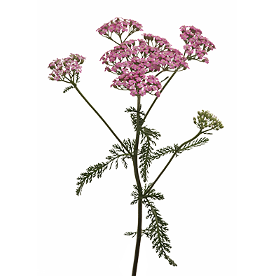 Achillea Anna