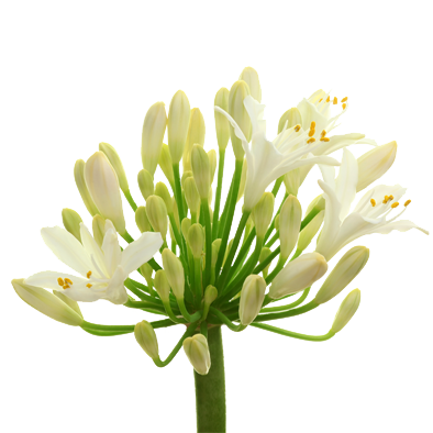 Agapanthus Gletsjer