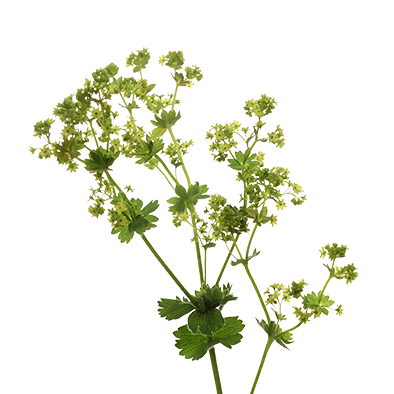 Alchemilla Mollis Robustica