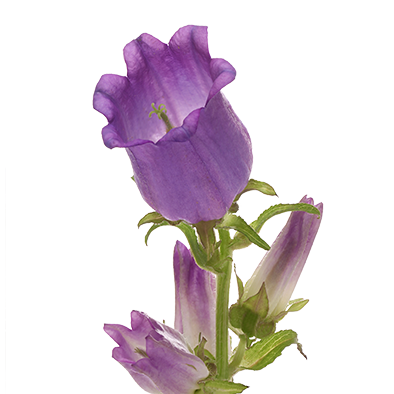 Campanula Champion Lilac 