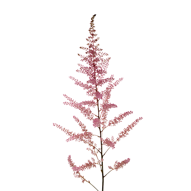 Astilbe Erika