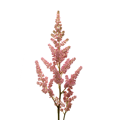 Astilbe Vision Inferno 