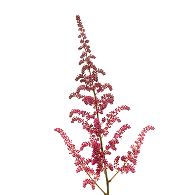 Astilbe Vision in Pink 