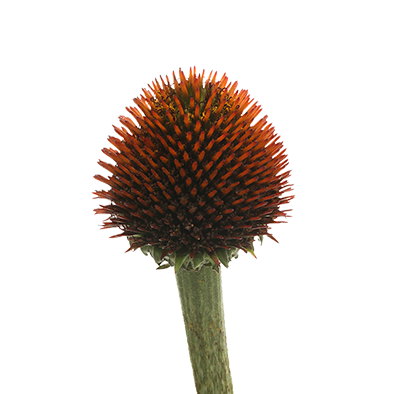 Echinacea Purpurea