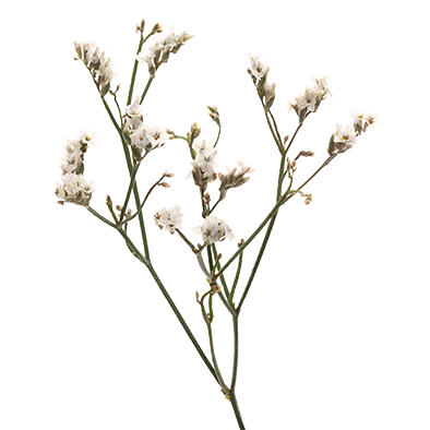 Limonium Piña Colada