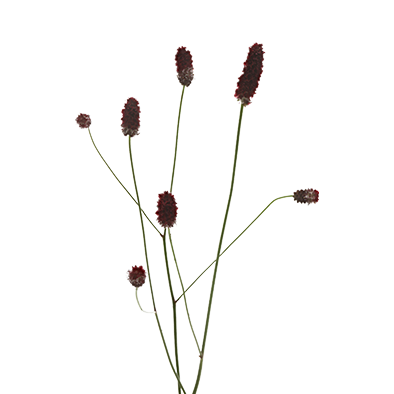 Sanguisorba Red Dream®