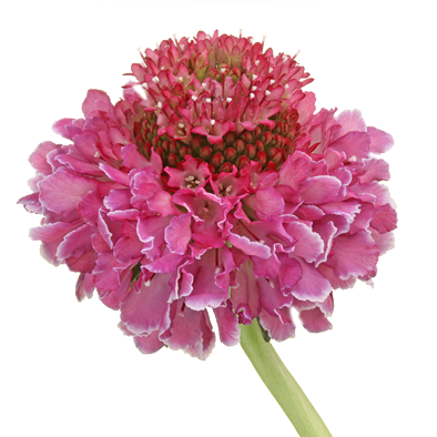 Scabiosa Focal Scoop™ Bicolor Pink