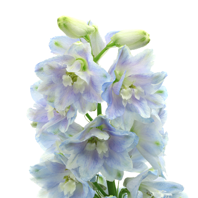 Delphinium Guardian Lavender