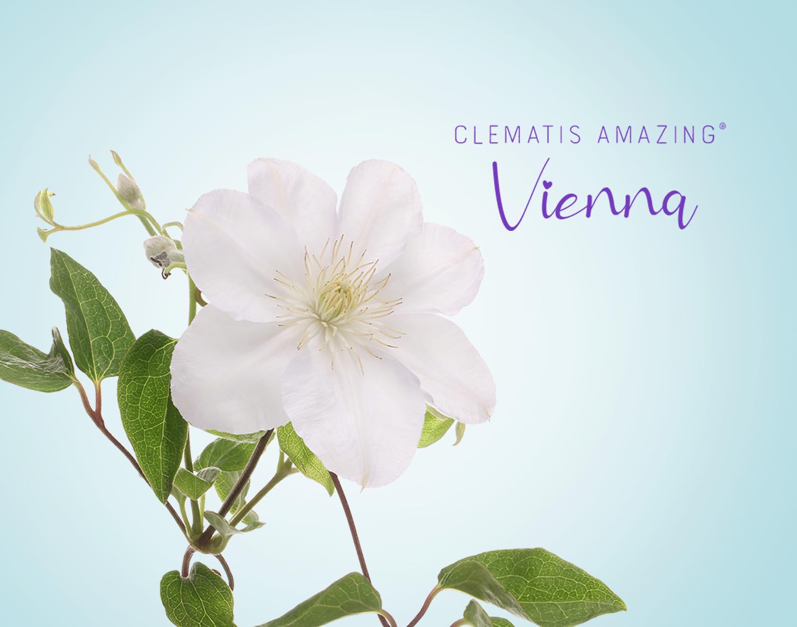 Clematis Amazing Vienna