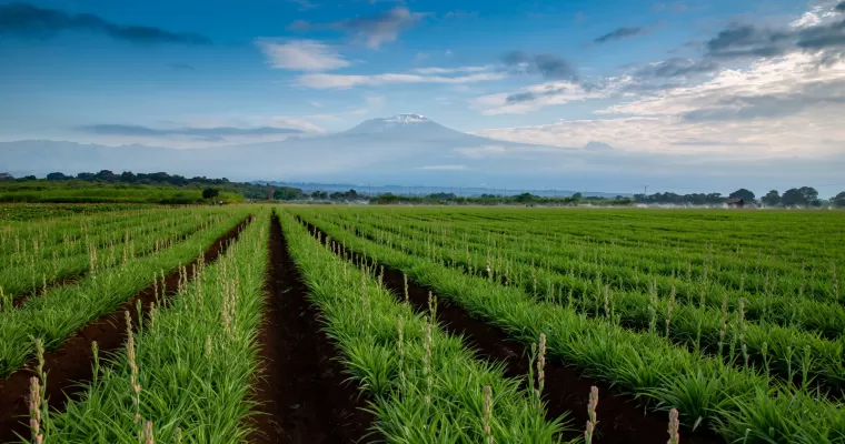 Bondeni Machame - Partnerfarm Marginpar