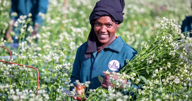 Marginpar Ethiopia Farm - Astrantia Billion Star