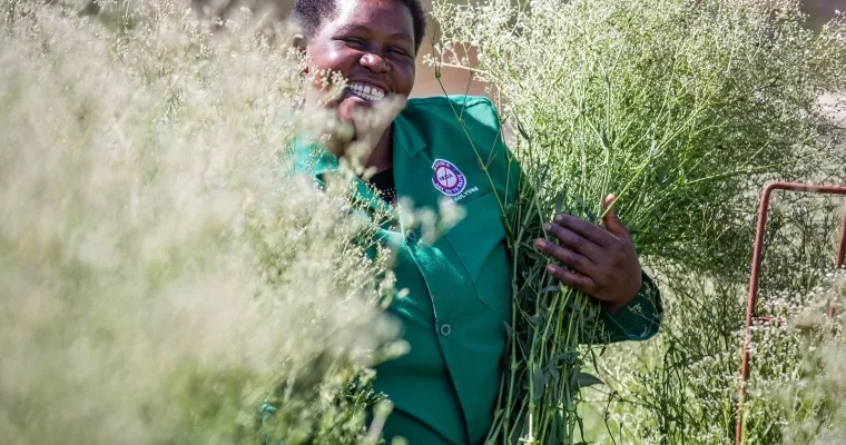 Marginpar Kudenga Farm - Gypsophila