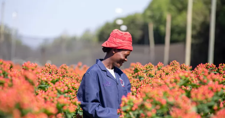 Marginpar Kariki Naivasha Farm - Hypericum