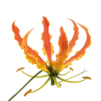 Gloriosa superba Simba Fifty Shades 