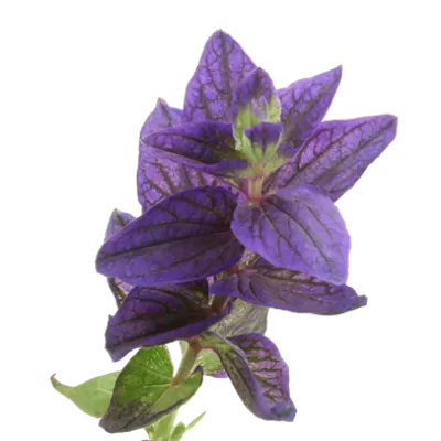 Salvia Blue Lagoon