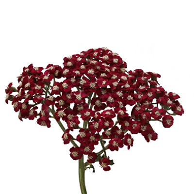 蓍草 Neonglow Ember