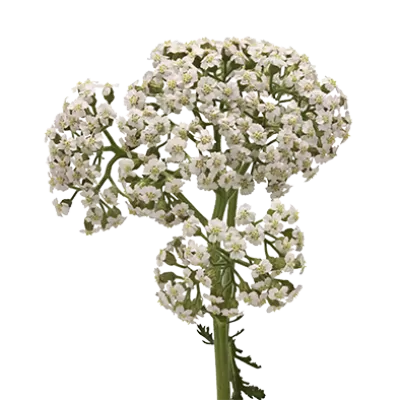 蜡菊 Neonglow Moon