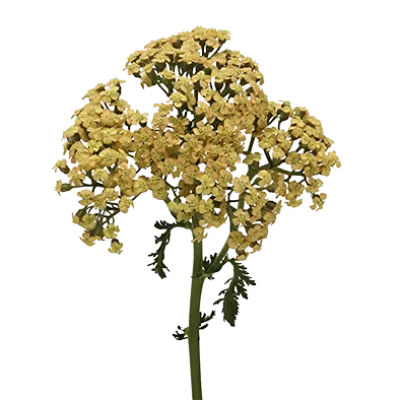 Achillea Neonglow Saffron