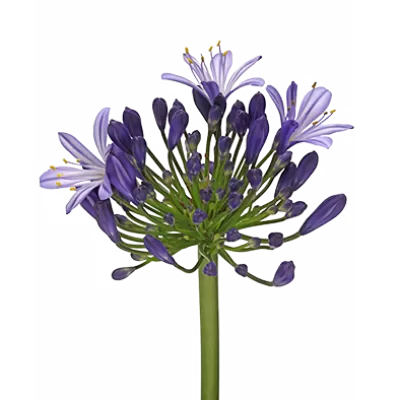 Agapanthus Eyfori Blue