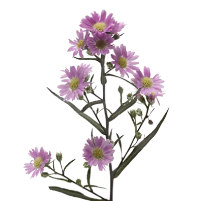 Aster Teeny Tiny Pink