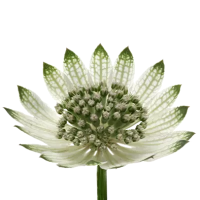 Astrantia Billion Star XL