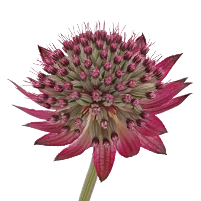 Astrantia Star® of Desire