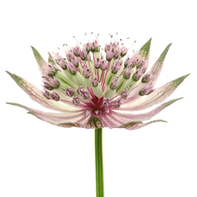 Astrantia Star® of Africa