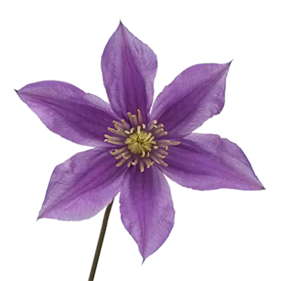Clematis Amazing® Sofia