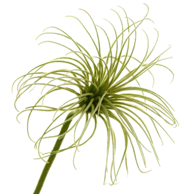 Clematis Amazing® Kibo