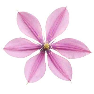 Clematis Amazing® Tokyo