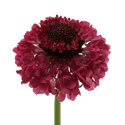 Scabiosa Dark Cherry Scoop®