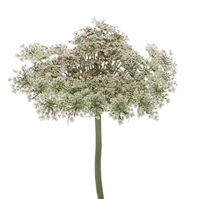 Daucus Carota Dara