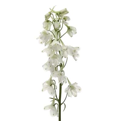 Delphinium Andes White