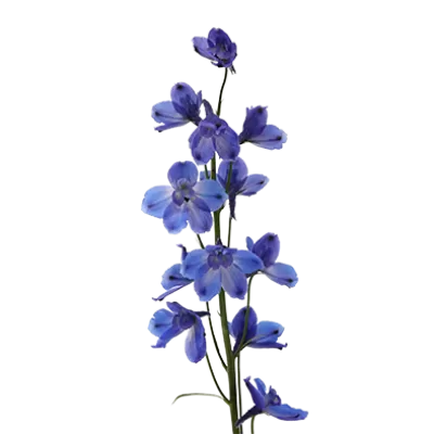 Delphinium Bella Andes Azure
