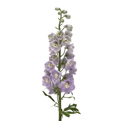 Delphinium Triton Lavender