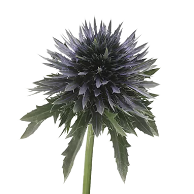 Eryngium Scorpius Questar®