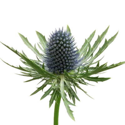 Eryngium Aquarius Questar®