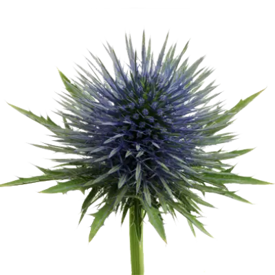 Eryngium Magnetar Questar®