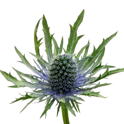 Eryngium Orion Questar®