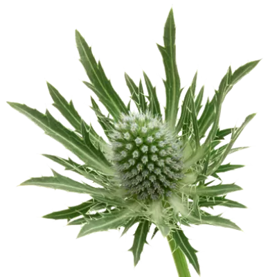 Eryngium Sirius Questar®