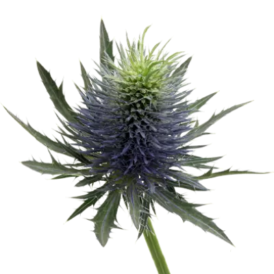 Eryngium Supernova Questar®