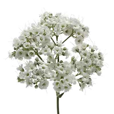 Gypsophila Million Daisy™