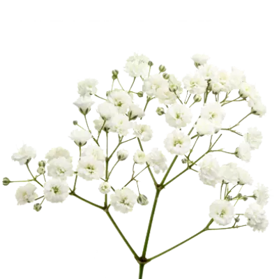 Gypsophila Xlence®