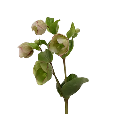 Helleborus Bella Belles - Marginpar
