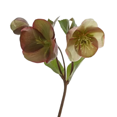 Helleborus Mammoth Pink