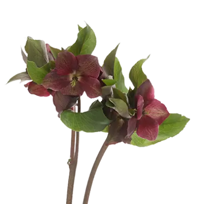 Helleborus Mammoth Red