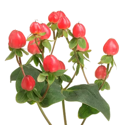 Hypericum Magical Triumph 