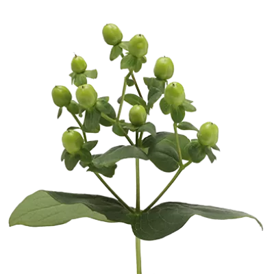 Hypericum Sisu Charme