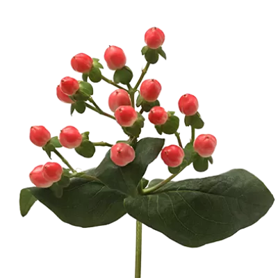 Hypericum Sisu Flirt